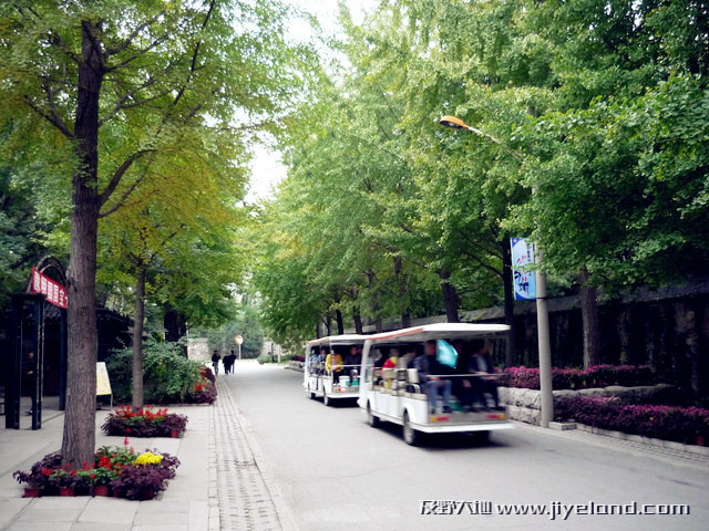 北京圆明园黄花阵。